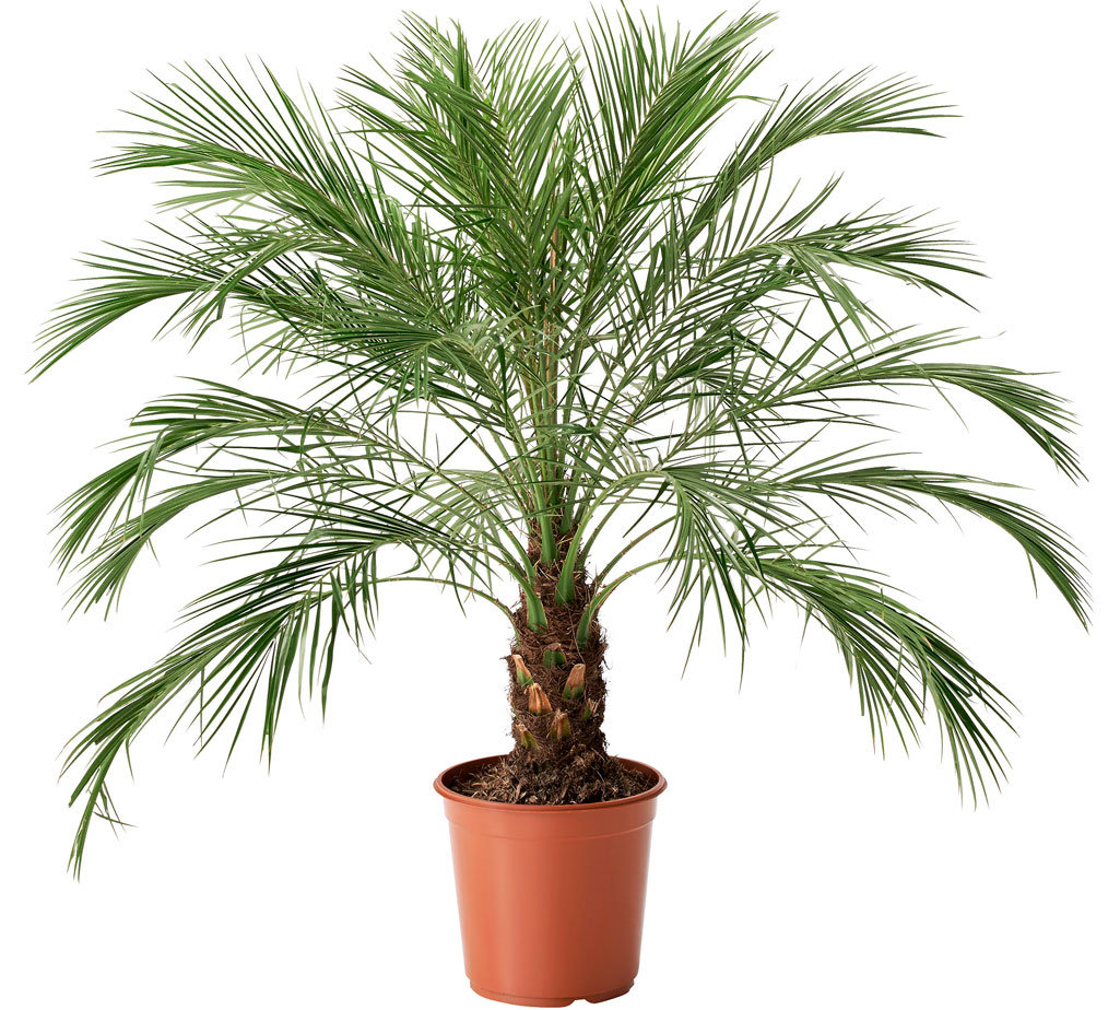 растения увлажняющие воздух - пальмы